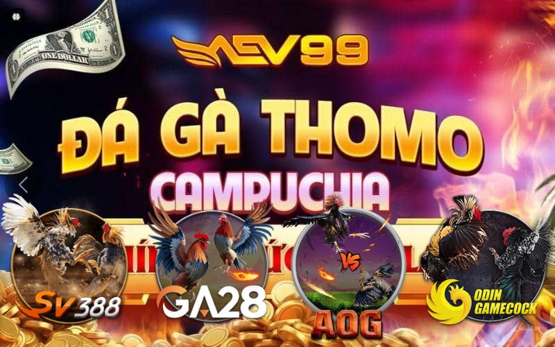 Đá gà AEV99 sân chơi đá gà trực tuyến số 1 Việt Nam